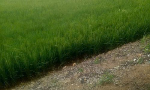 Bán đất ruộng xã khánh lâm