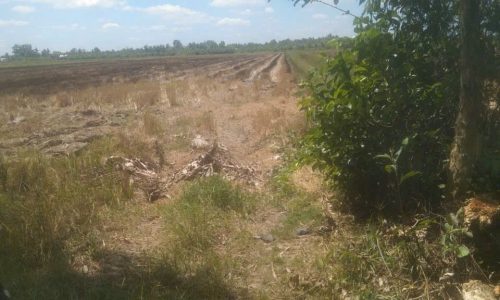 Bán đất trồng lúa – Khánh Hội – U Minh – Cà Mau