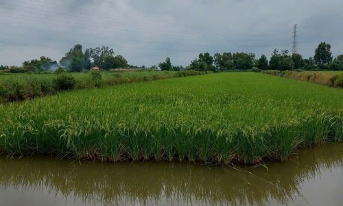 BÁN ĐẤT U MINH CÀ MAU