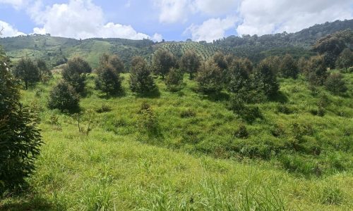 Bán vườn sầu riêng 73ha X.Lộc Bắc, Bảo Lâm