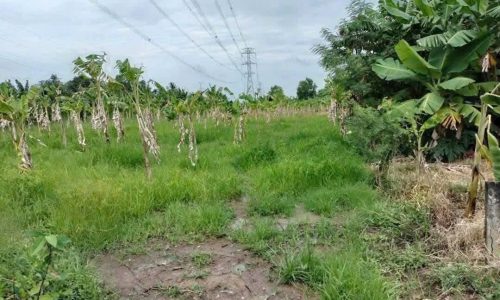 BÁN ĐẤT VƯỜN TẠI LONG AN