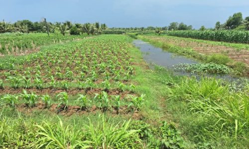 BÁN ĐẤT NỀN TẠI TRÀ VINH