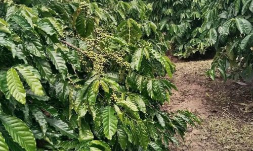 Bán đất đang trồng cafe tại Đăk Lăk