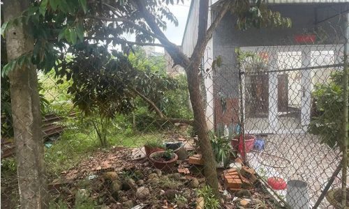 Bán nhà tại Bạc Liêu trên đất đang trồng cây