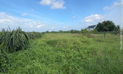 🌾 BÁN GẤP ĐẤT RUỘNG 1.500m² – GIÁ CHỈ 450 TRIỆU – XÃ VĨNH CÔNG, H. CHÂU THÀNH, LONG AN 🌾