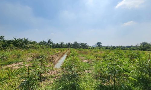 Đất công mỹ phong ngộp