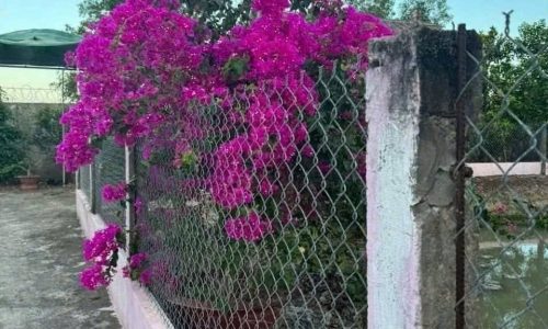 BÁN KHU NHÀ VƯỜN 1.700m2  ĐƯỜNG ĐAL O TÔ KÊNH 3/2 – P1 TP SÓC TRĂNG