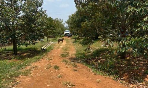 Cần bán  Đất đỏ bazan , có nhà cấp 4 kiên cố điện nc đầy đủ 2 hecta full sào riêng kinh doanh